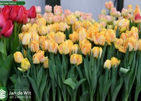 Tulipa Foxy Foxtrot ® (2)